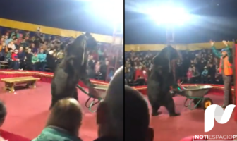 Noticias de Puerto Vallarta | NotiespacioPV | Video: Oso ataca a un hombre durante un espectáculo de circo en Rusia