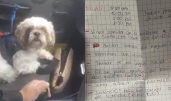 Noticias de Puerto Vallarta | NotiespacioPV | VIDEO: Abandonan a perrito en un taxi y dejan lista de instrucciones para cuidarlo