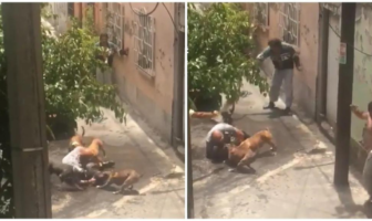 Noticias de Puerto Vallarta | NotiespacioPV | Perros pitbull atacan a otro perro y a su dueño en la CdMx