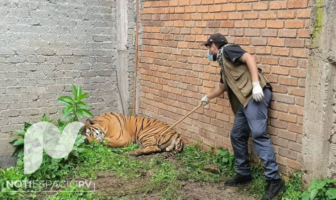 Noticias de Puerto Vallarta | NotiespacioPV | Encuentran tigre baleado durante investigación de un homicidio en Michoacán