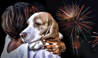 Noticias de Puerto Vallarta | NotiespacioPV | ¿Cómo proteger a nuestras mascotas de la pirotecnia en fiestas patrias? Aquí te decimos cómo