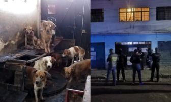 Noticias de Puerto Vallarta | NotiespacioPV | Salvan a 95 perritos de convertirse en tacos en la CdMx