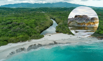 Notiespacio PV | Turista es mordido por cocodrilo en playa "La Lancha" en Bahía de Banderas