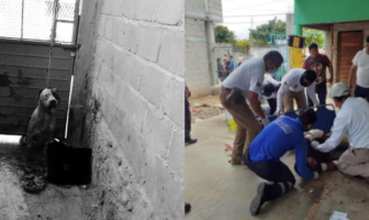 Noticias de Puerto Vallarta | NotiespacioPV | "Él protegió a su hogar": Perro Pitbull muerde a ladrón y evita robo