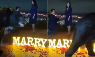 Noticias de Puerto Vallarta | NotiespacioPV | VIDEO: Oso interrumpe propuesta de matrimonio en Nuevo León