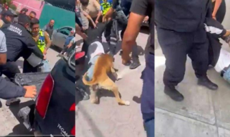 Noticias de Puerto Vallarta | NotiespacioPV | Perrito "le entra al quite" contra sujetos que intentaron robar en un domicilio en Puebla