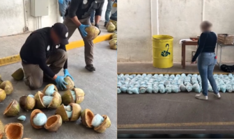Noticias de Puerto Vallarta | NotiespacioPV | Decomisan 300 kilos de fentanilo en Sonora; los escondieron en cocos