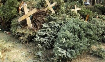 Notiespacio PV | Habilitarán puntos de acopio para árboles navideños naturales