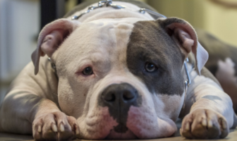 Noticias de Puerto Vallarta | NotiespacioPV | Diputada pide regular razas de perros "peligrosas"