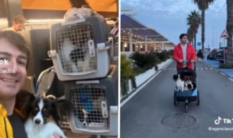 Noticias de Puerto Vallarta | NotiespacioPV | Hombre logra recuperar a los perritos que extravió aerolínea