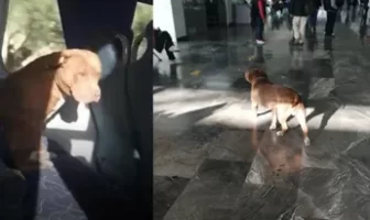 Noticias de Puerto Vallarta | NotiespacioPV | VIDEO: Perrito llega a Central de Pachuca buscando a su familia