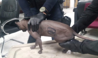 Noticias de Puerto Vallarta | NotiespacioPV | Gato egipcio es rescatado del Cereso de Ciudad Juárez; tenía tatuajes de grupos criminales