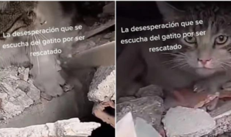 Noticias de Puerto Vallarta | NotiespacioPV | Rescatan a gatito que estaba entre los escombros tras terremoto en Turquía