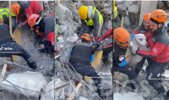 Logran salvar la vida de otro perrito atrapado entre escombros en Turquía