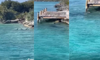 Noticias de Puerto Vallarta | NotiespacioPV | Viral: Perrito se enfrenta a tiburón martillo de más de 3 metros