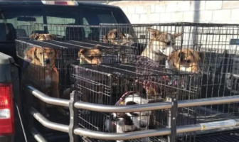 Noticias de Puerto Vallarta | NotiespacioPV | Llevan a cabo feria de adopción animal en Torreón y no se llevan a ningún perrito