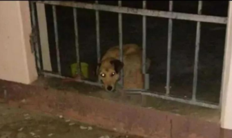 Noticias de Puerto Vallarta | NotiespacioPV | Encarcelan a lomito en Oaxaca por comerse la manteca de una vecina