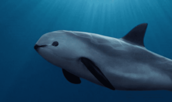Noticias de Puerto Vallarta | NotiespacioPV | CITES pide sanción para México por no proteger a la vaquita marina