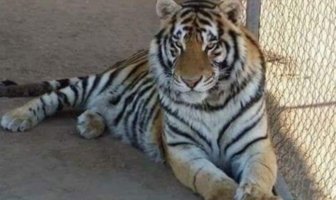 Noticias de Puerto Vallarta | NotiespacioPV | Investigan en Sonora el robo de "Baluma" un tigre de bengala