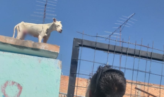Noticias de Puerto Vallarta | NotiespacioPV | En San Luis Potosí, ponen multas de 6 mil pesos por dejar a tu perro en la azotea