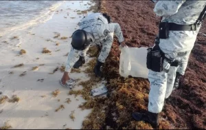 Localizan paquete con 30 kilos de droga entre el sargazo en playa de Tulum