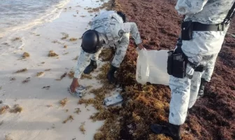 Localizan paquete con 30 kilos de droga entre el sargazo en playa de Tulum
