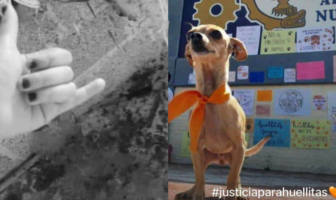 Noticias de Puerto Vallarta | NotiespacioPV | Estudiante de prepa mata cruelmente a cachorro en Huachinango, Puebla