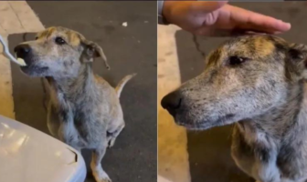 Noticias de Puerto Vallarta | NotiespacioPV | Perrito callejero llora al recibir comida y video conmueve a internautas