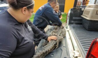 Notiespacio PV | Patrulla Verde captura y reubica a cocodrilo en Puerto Vallarta