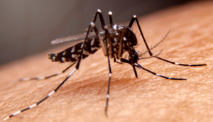 Aumento preocupante de casos de dengue en Nayarit