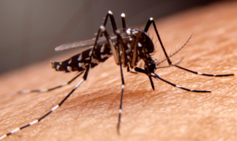 Aumento preocupante de casos de dengue en Nayarit