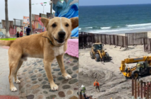 Oso, el perro que cruzó de Tijuana a EE.UU., regresa a México