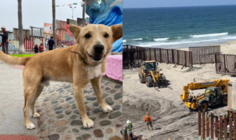Oso, el perro que cruzó de Tijuana a EE.UU., regresa a México