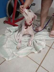 Perro herido por arma de fuego