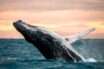 Noticias de Puerto Vallarta | NotiespacioPV | ¡Llegan las ballenas a Puerto Vallarta!