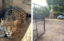 FGR asegura animales silvestres, armas y narcóticos en Ixtlahuacán del Río