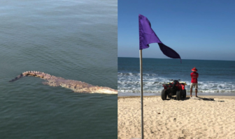 Alerta en Bahía de Banderas: Bandera morada en playas por presencia de cocodrilos