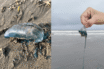 Aparición de "Agua Mala" en Playas de Marina Vallarta