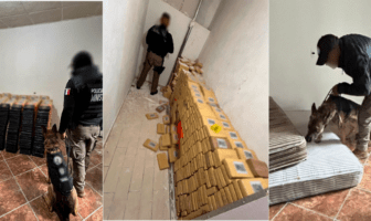 FGR asegura tonelada y media de droga en Hidalgo