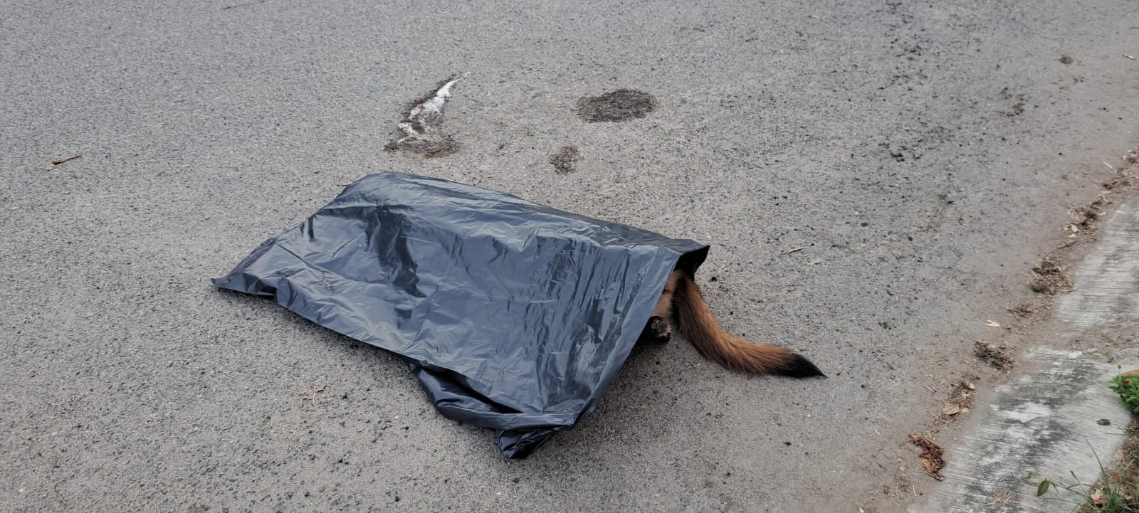 6 mascotas fueron envenenadas en el fraccionamiento Nuevo Ixtapa