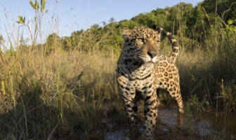 Avistamientos de jaguares en Nayarit, cada vez más frecuentes