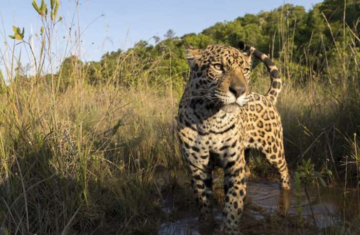 Noticias de Puerto Vallarta | NotiespacioPV | Avistamientos de jaguares en Nayarit, cada vez más frecuentes