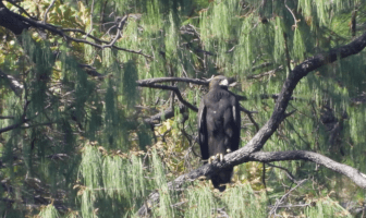 Jalisco impulsa la conservación del águila real en la región