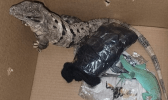 CDMX: Guardia Nacional rescata dos iguanas vivas enviadas por paquetería