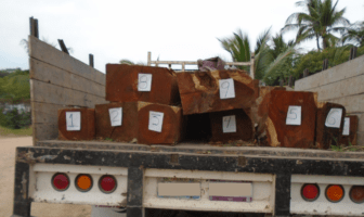 Detienen a 2 personas por transporte ilegal de madera en Bahía de Banderas