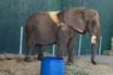 Profepa evalúa nuevos lugares para traslado de elefante Annie