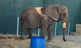 Profepa evalúa nuevos lugares para traslado de elefante Annie