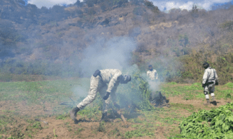 Destruyen 352 mil plantas de marihuana en Jalisco