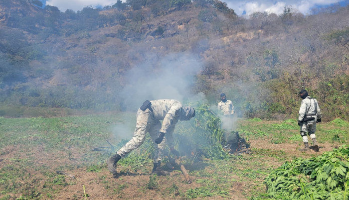 Destruyen 352 mil plantas de marihuana en Jalisco