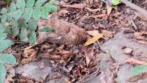 Hallan gallinas y aves muertas en La Floresta, se investiga posible envenenamiento